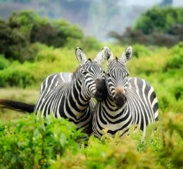 сафари в Кении