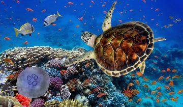 авиабилеты в Марса-Алам